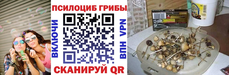 Галлюциногенные грибы Psilocybine cubensis  кракен ссылки  Шацк 